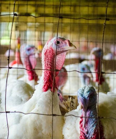 turkeys
